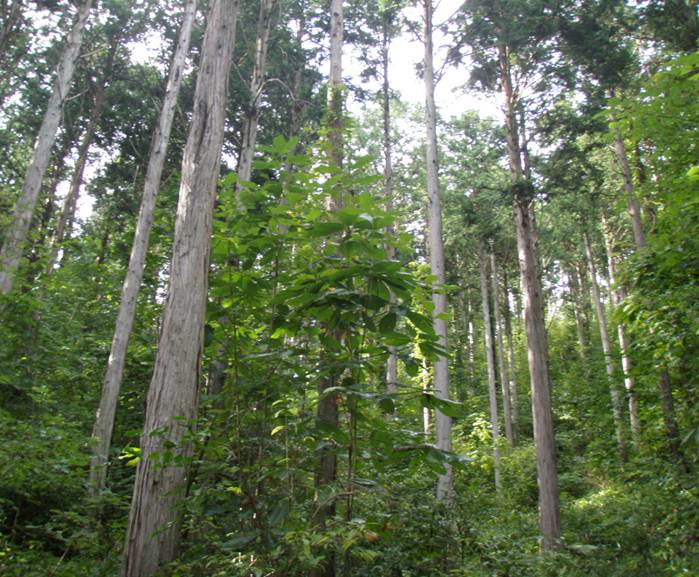 遠野ヒノキ人工林施業展示林（43る1）