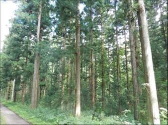 複層林施業指標林（287へ3 ）