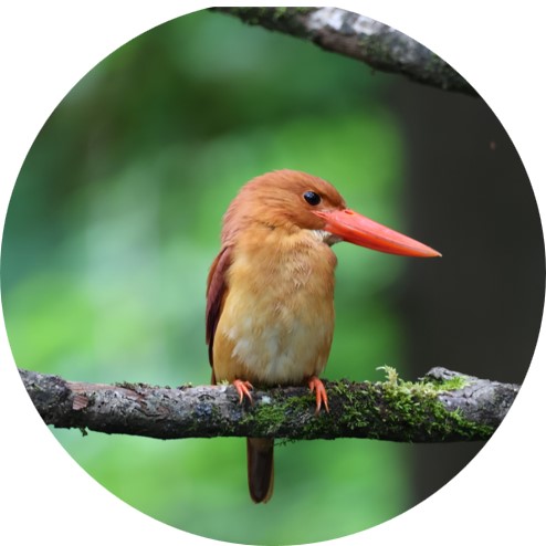 アカショウビン