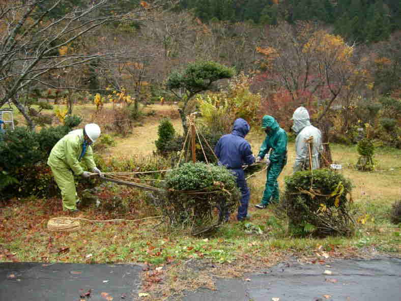 樹木園の冬囲い