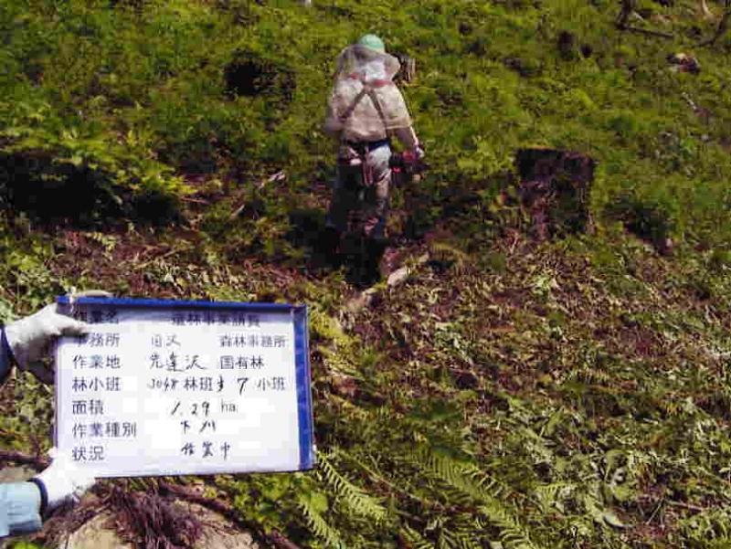 下刈り作業
