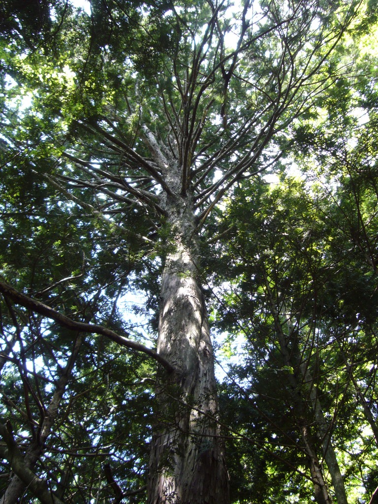 アオモリヒバの大木