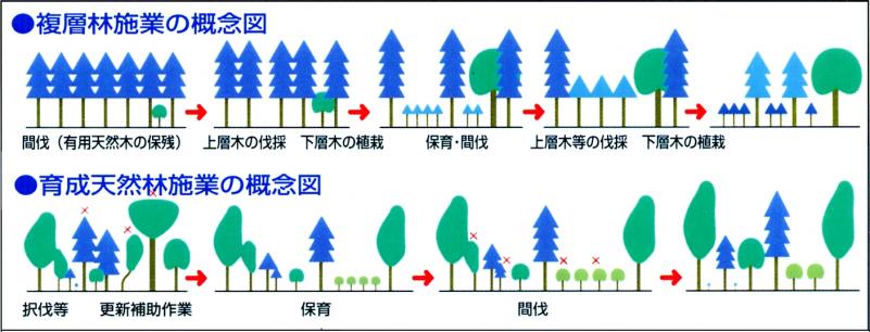 複層林施業及び育成天然林施業の概念図
