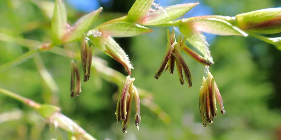 よく見ると意外と可憐なササ類の花