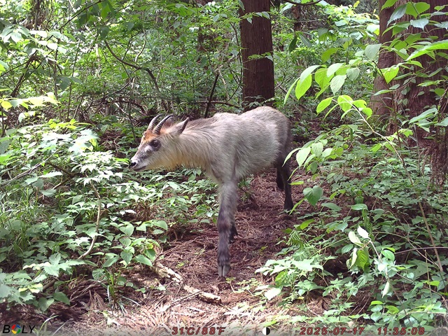 センサーカメラで撮影されたニホンカモシカ