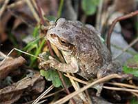 ニホンアマガエル