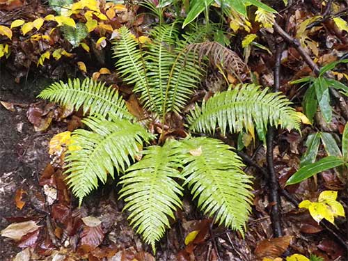 シダ・裸子植物