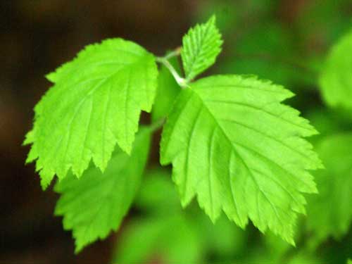 ウラジロノキ   Sorbus japonica