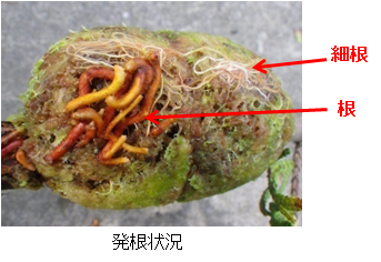 発根状況