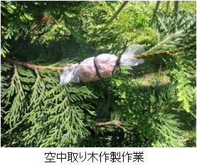 空中取り木作成作業