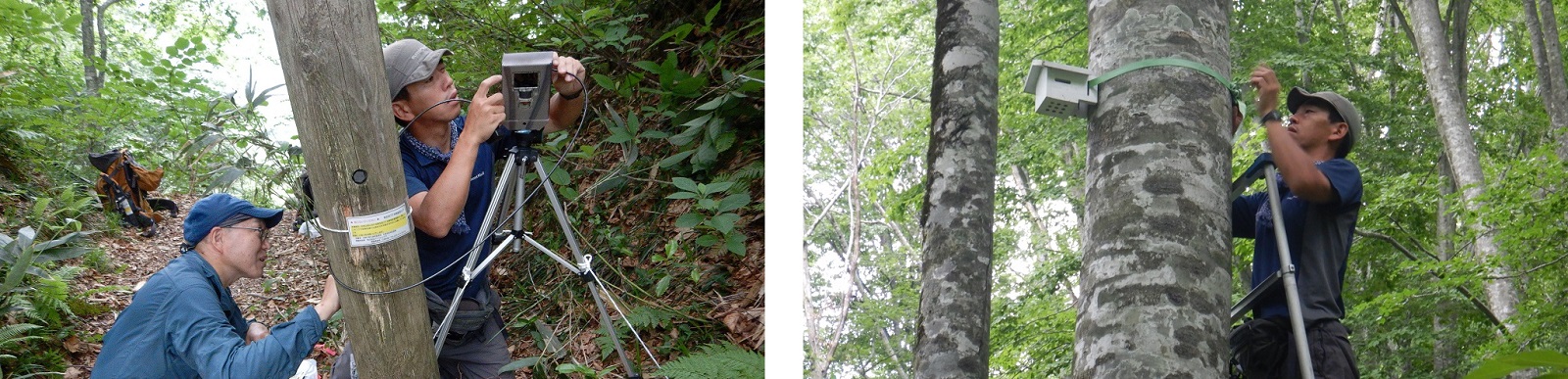 左：入り込み利用調査（カメラ設置の様子）、右：林内気温調査（気温計設置の様子）