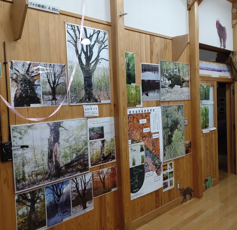 白神山地のシンボル（秋田県側）についての展示物