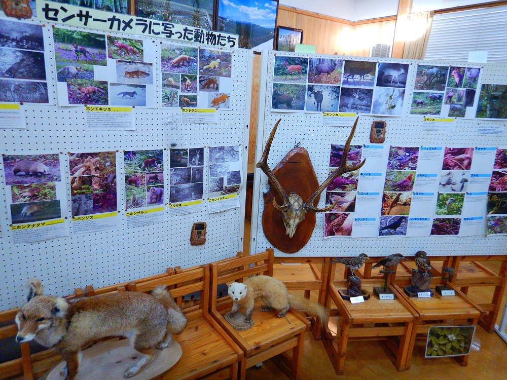 白神山地の動植物についての展示物