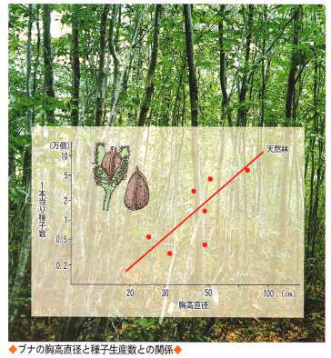 胸高直径とブナ種子の関係