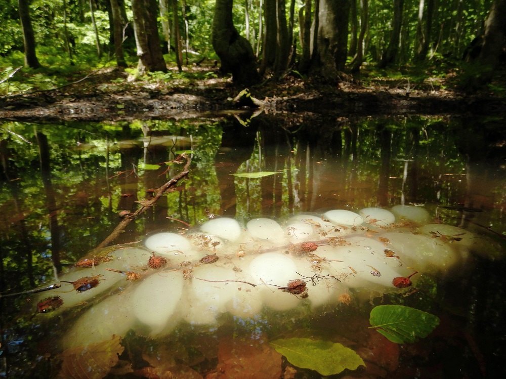 クロサンショウウオの卵。岳岱の木道脇の池にはモリアオガエルも産卵に訪れる。(2019.5.29)