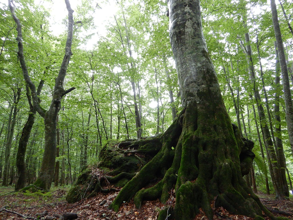 岳岱特有の岩を抱いて生長したブナ。(2019.8.30)