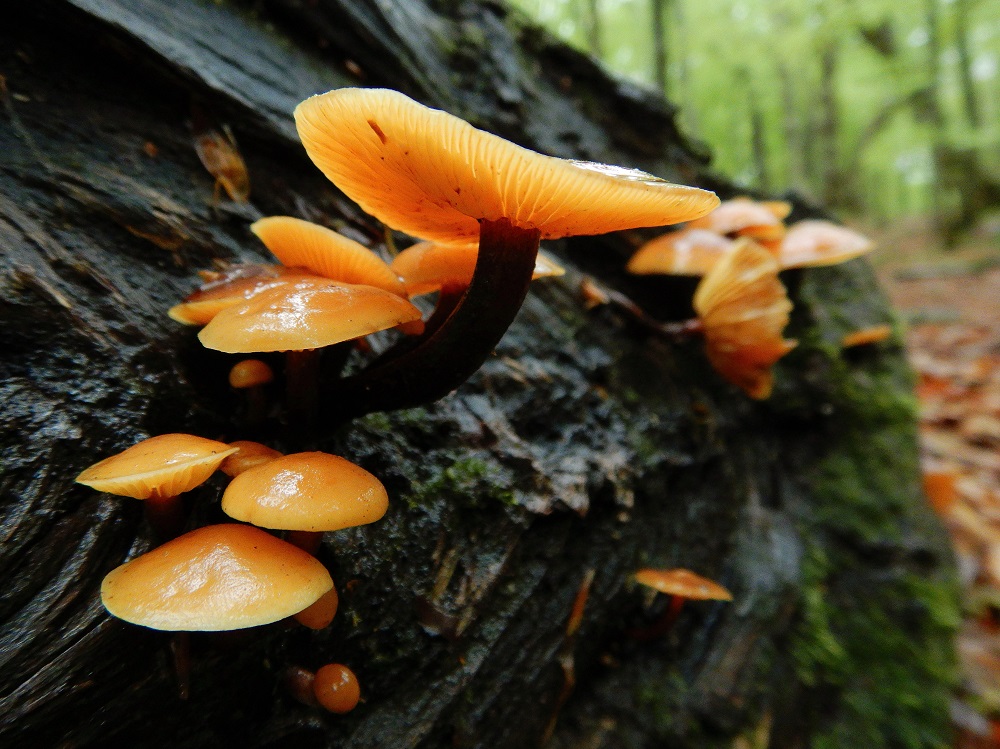 ブナの倒木に発生したエノキタケ。天然物は鮮やかな黄褐色で、晩秋から春に生える。(2020.5.20)