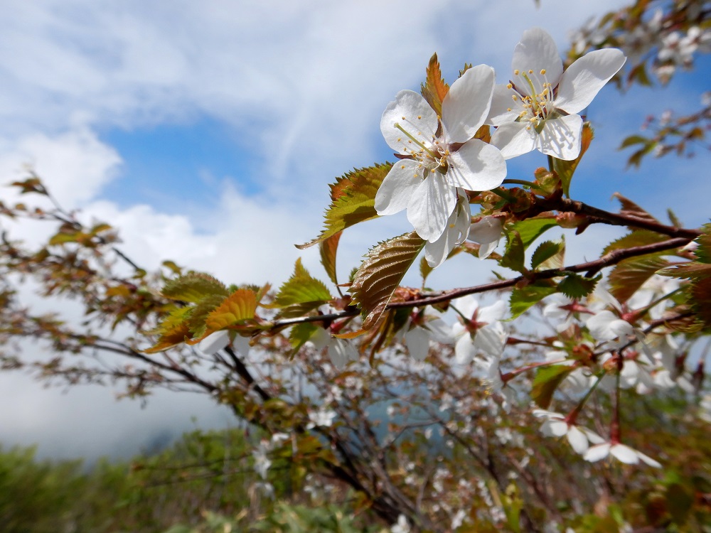 二ッ森山頂付近のミネザクラ。5月下旬の残雪期には新緑とお花見が同時に楽しめる。(2019.5.24)