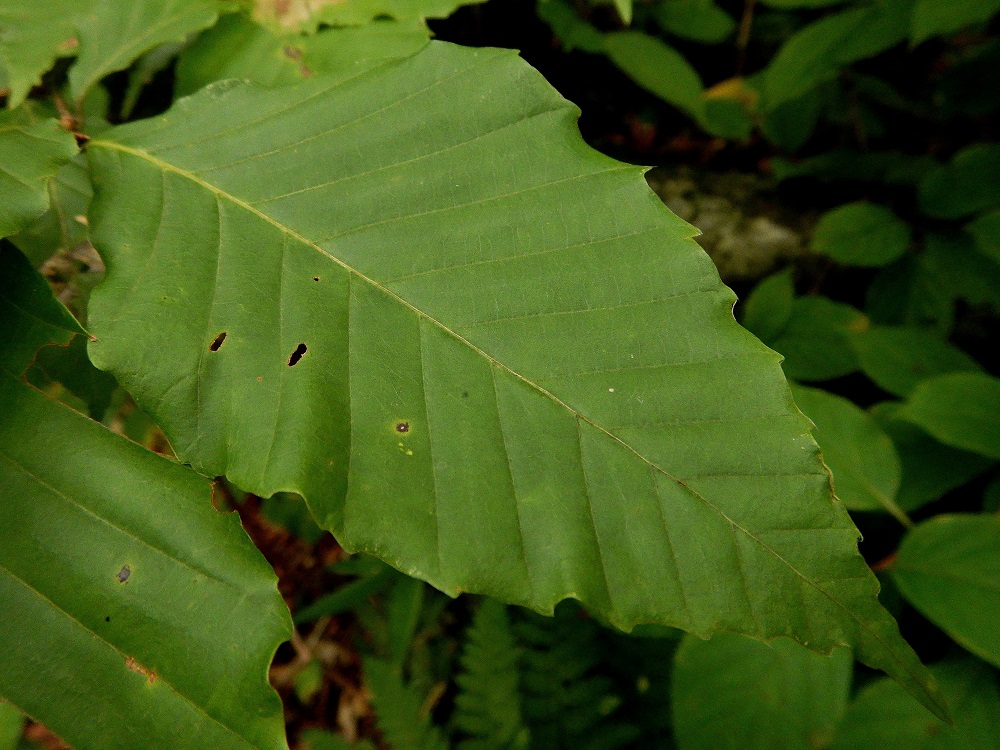 登山道沿いで見られる｢ムカシブナ｣の形質を残した葉。葉脈が鋸歯に向かって伸びるのが特徴。(2019.9.3)
