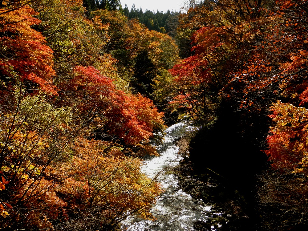 真瀬渓谷の紅葉。｢八森ぶなっこランド｣から川沿いに遊歩道が整備されている。(2019.11.13)