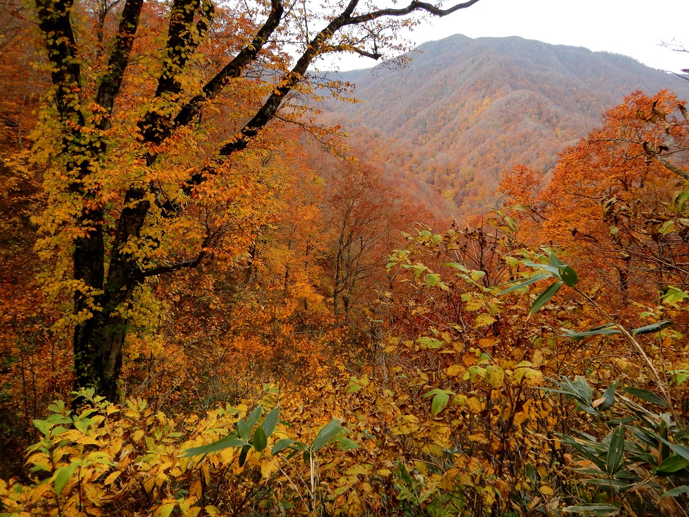 世界遺産のブナ林の黄葉。葉が散り始めた稜線の向こうは青森県側の核心地域。(2019.10.29)