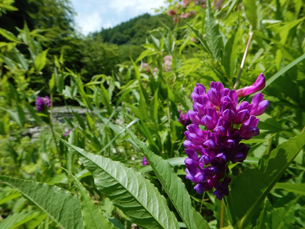 川辺の草地に生育していたツガルフジ。青森県津軽地方で発見されたのが名前の由来。(2020.6.4)