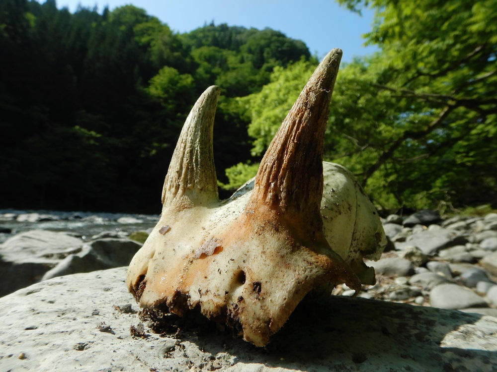 川のほとりに落ちていたカモシカの頭蓋骨の一部。雌雄ともに生える角は一生伸び続ける。(2020.6.4)