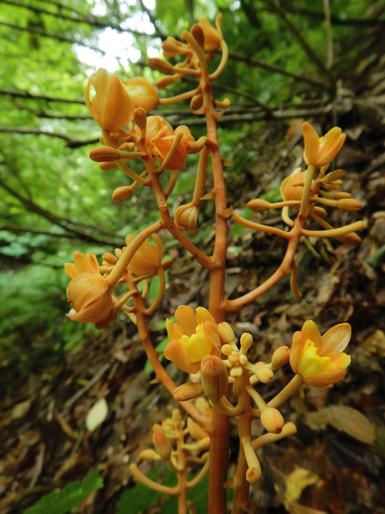ツチアケビの花。葉緑素を持たずナラタケと共生するラン科の腐生植物。(2020.7.29)