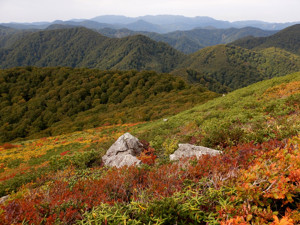 小岳山頂より向白神岳方面の眺望。9月下旬には山頂周辺の灌木類が色づき始める。(2019.9.28)