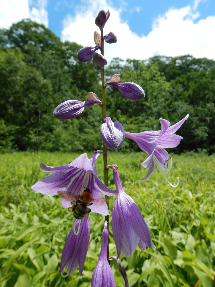 タチギボウシに訪花して花粉を運ぶトラマルハナバチ。捕まえない限り刺されることのない温和なハチ。(2020.7.30)
