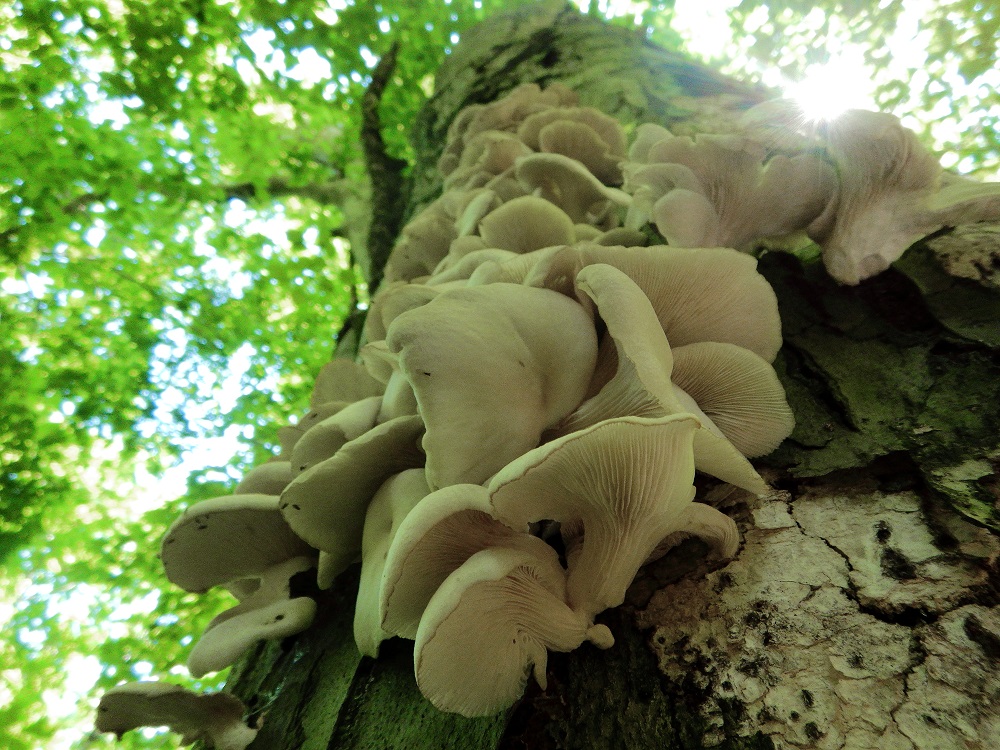 初夏の味覚、ウスヒラタケ。広葉樹の枯木に群生する香りの良いキノコ。(2020.6.18)