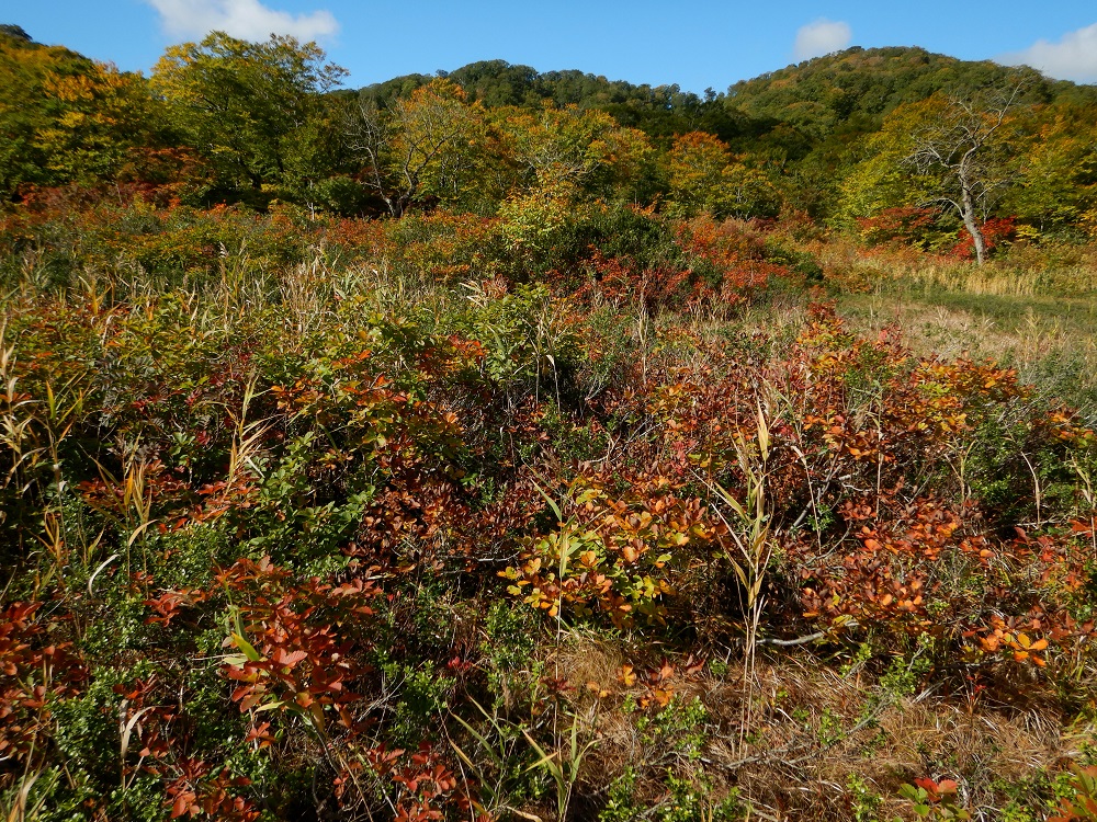 第2湿原の紅葉。乾燥化が進む田苗代湿原では、草紅葉とともに灌木類の紅葉も美しい。(2019.10.11)