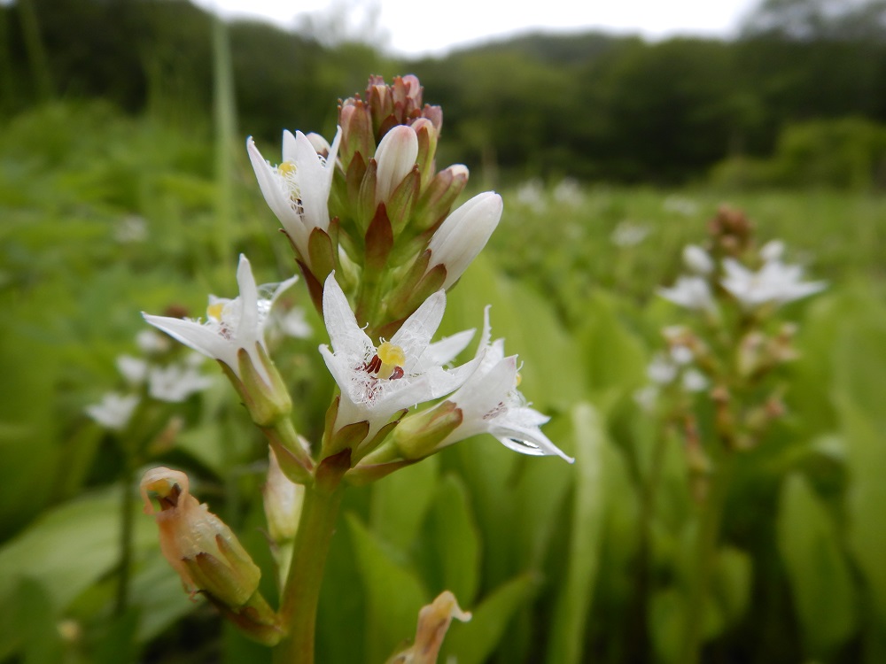 ミツガシワの群落。田苗代湿原の湿性植物は最奥の第3湿原が最も豊富。(2018.6.14)