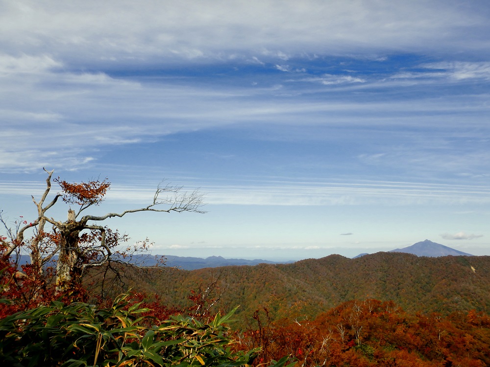 藤里駒ヶ岳山頂付近より望む岩木山。画面左のブナは風雪の影響で矮小化し、枝が風下側に伸びている。(2020.10.16)