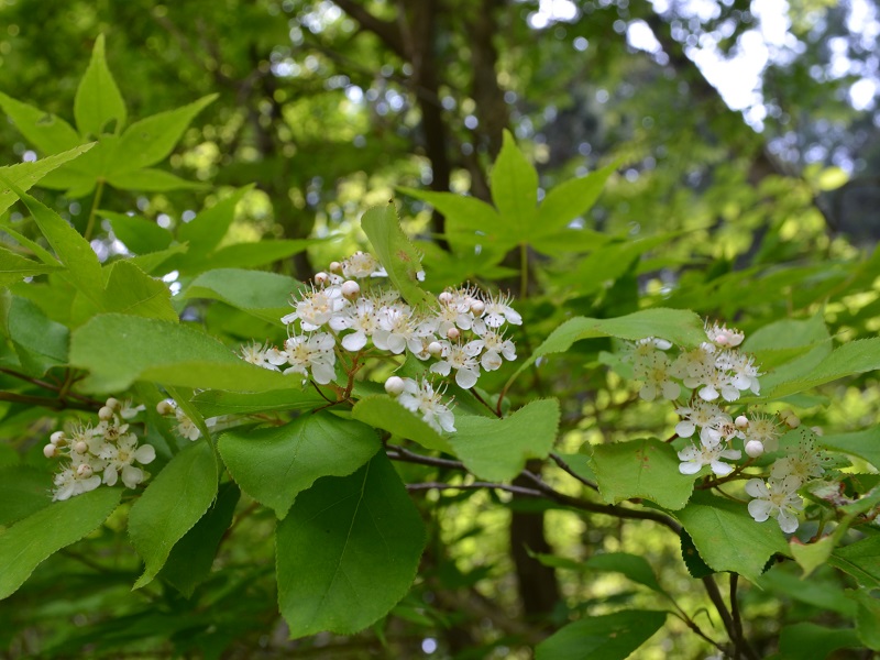 アズキナシ(花)