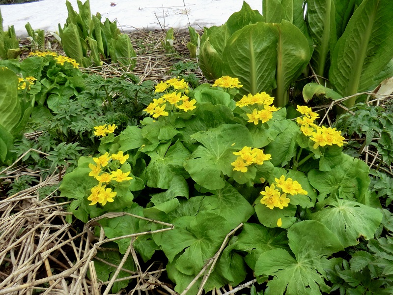 エゾノリュウキンカの花