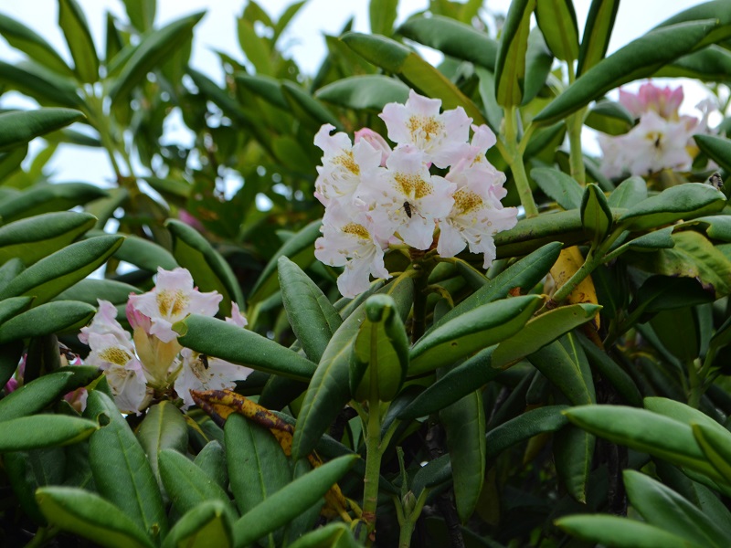 ハクサンシャクナゲ花