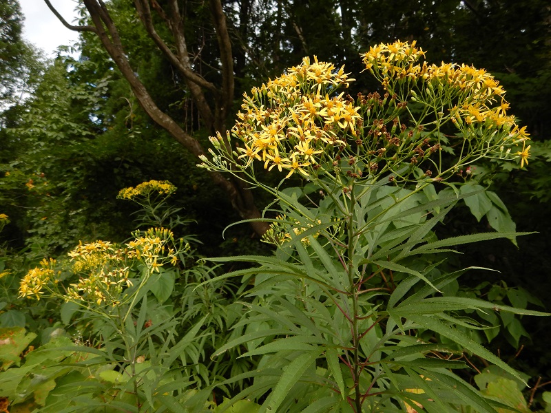 ハンゴンソウ花