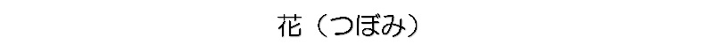 つぼみ(文字)