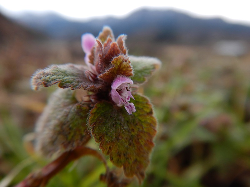 ヒメオドリコソウ花