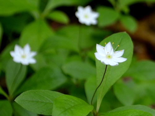 白神ミニ植物図鑑～科名順一覧