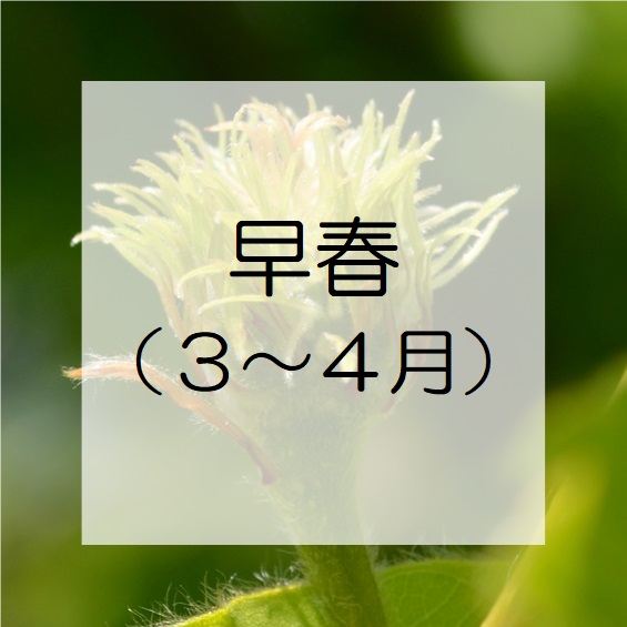 早春(3～4月)に花の咲く植物