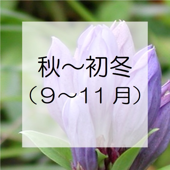 秋(9～10月)に花の咲く植物