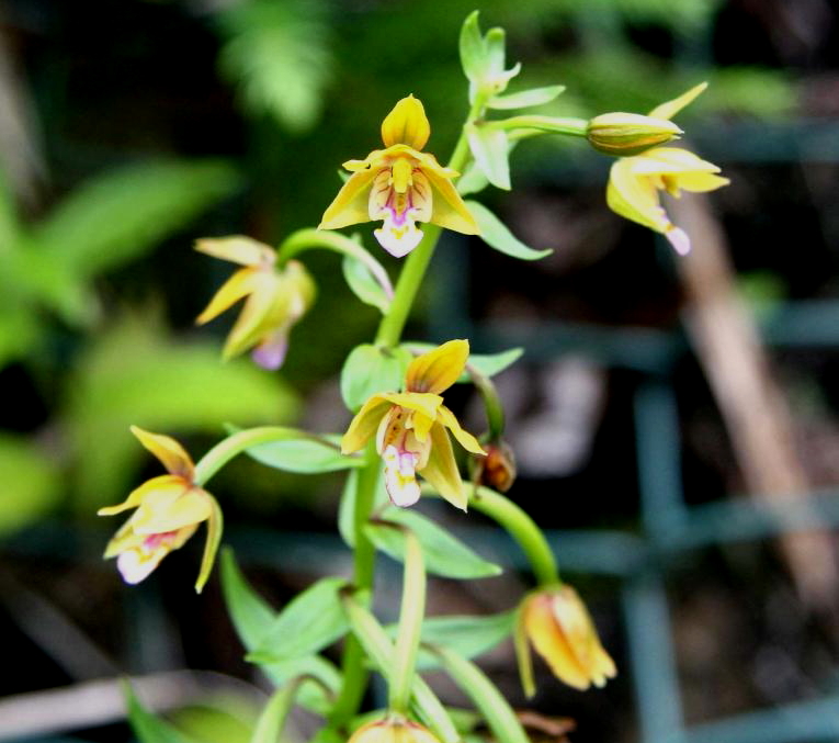 カキラン花