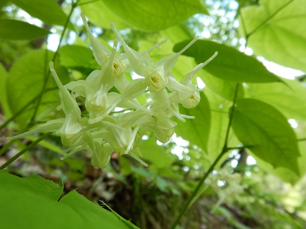 キバナイカリソウ花