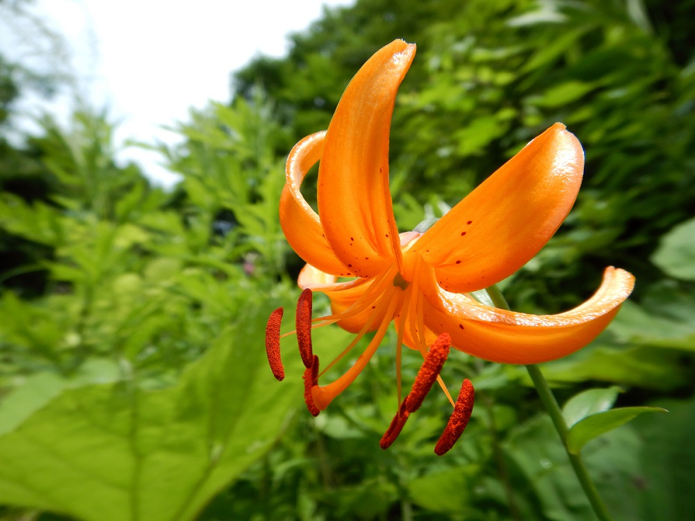 クルマユリの花