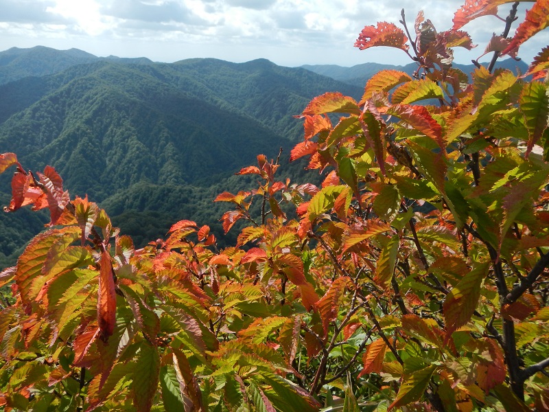 ミネザクラ紅葉