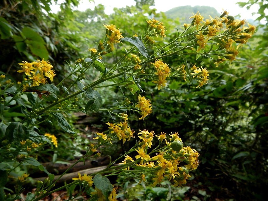 ミヤマアキノキリンソウ(花)