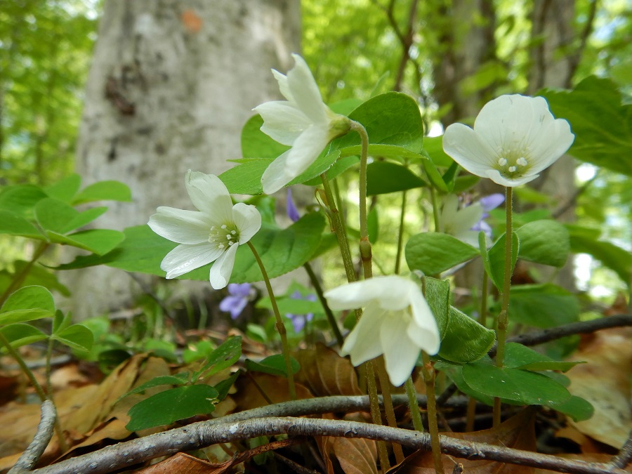 ミヤマカタバミ(花)