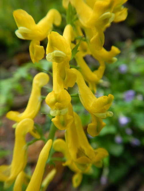 ミヤマキケマンの花(拡大)